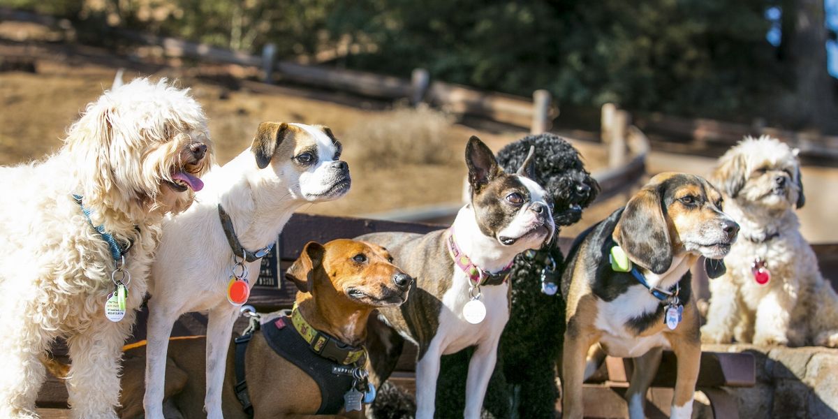 Read more about the article Holiday Tech Gifts for Pets: GPS Trackers, Monitoring Cameras & More